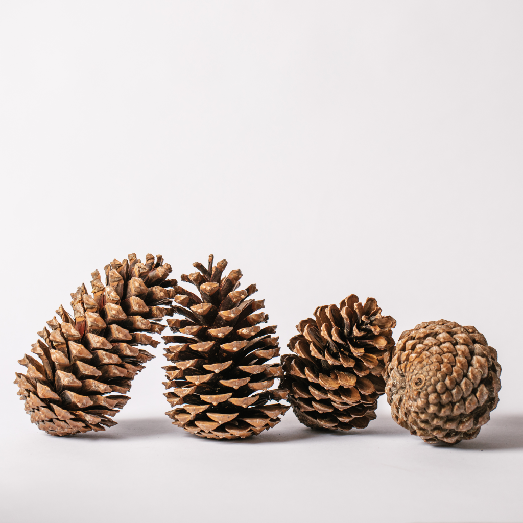 Set of four large natural pine cone decorations