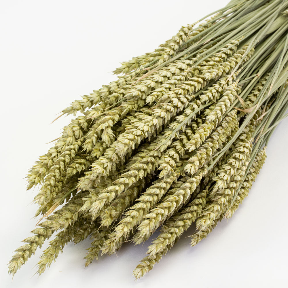 Dried Wheat Bunch