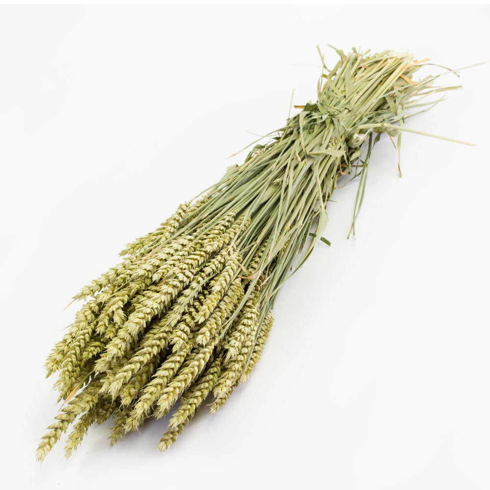 Dried Wheat Bunch