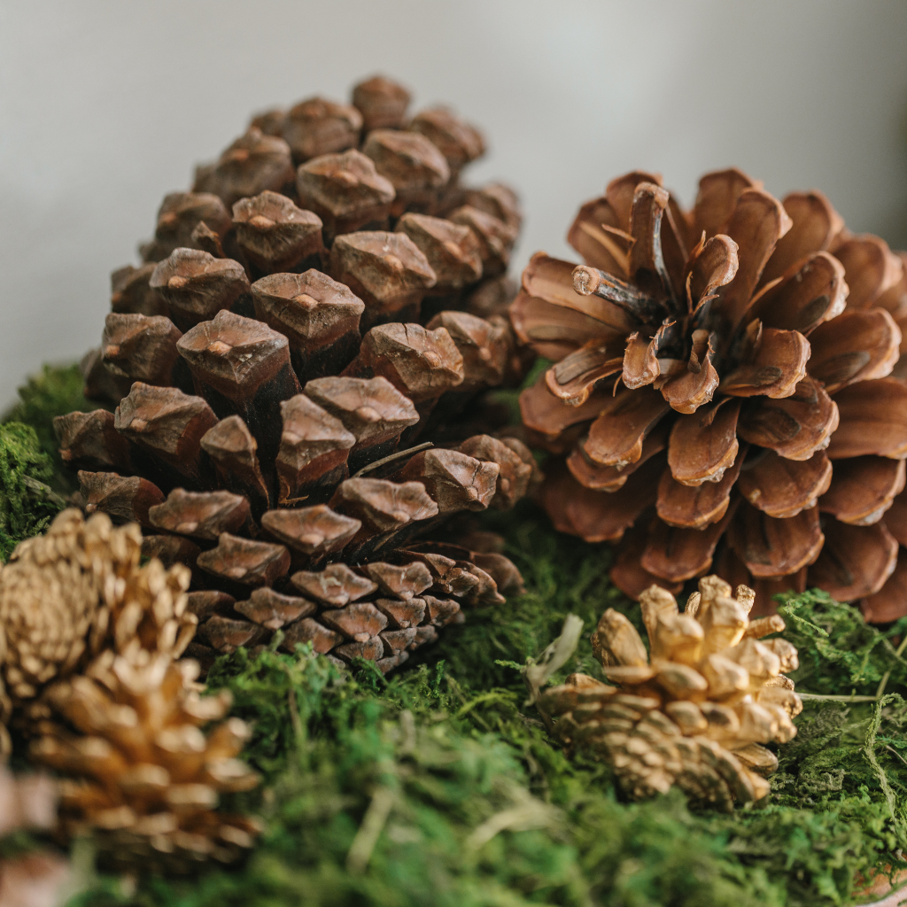 Extra large Maritima pine cones on green moss next to small gold pine cones