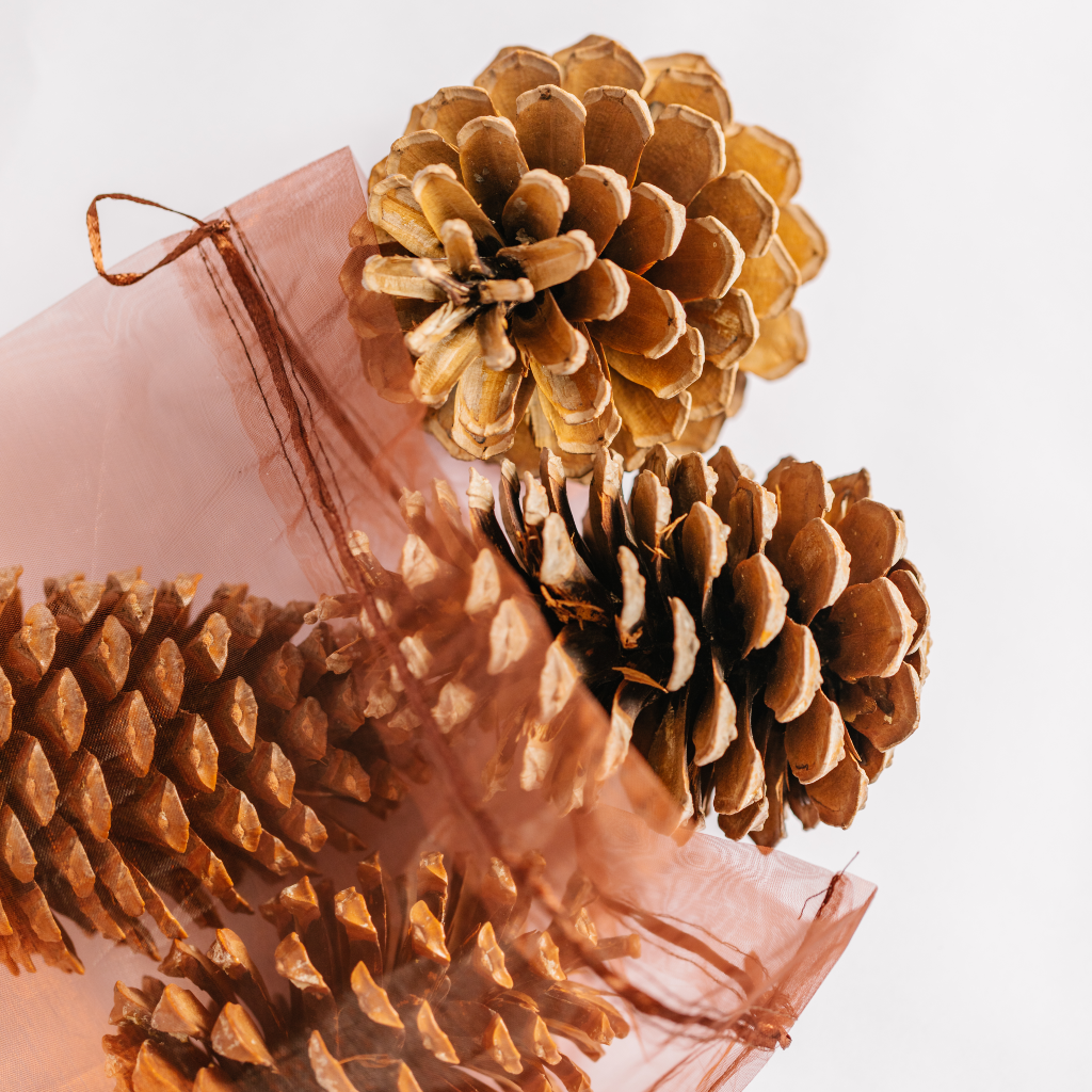 Giant pine cones tumbling out of an organza gift bag